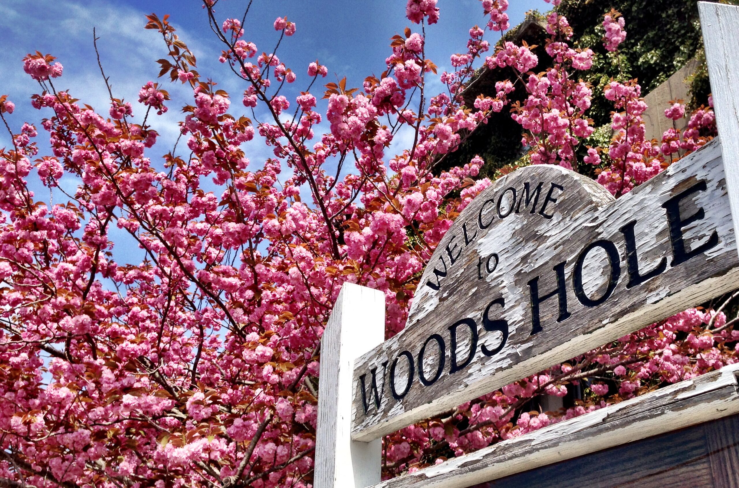 Spring in Falmouth and Woods Hole