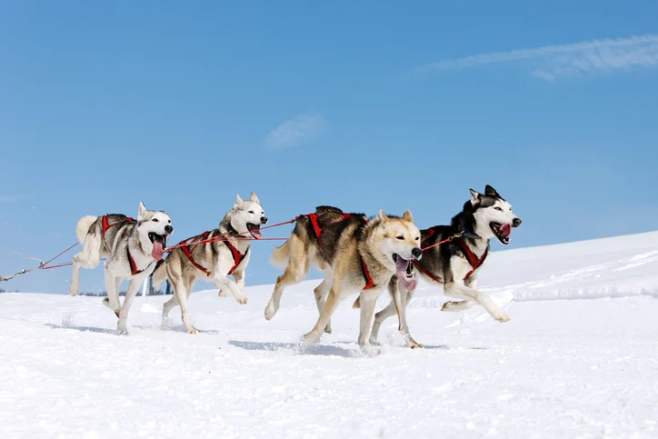 You Need to Add Dog Sledding in the Poconos to Your Bucket List