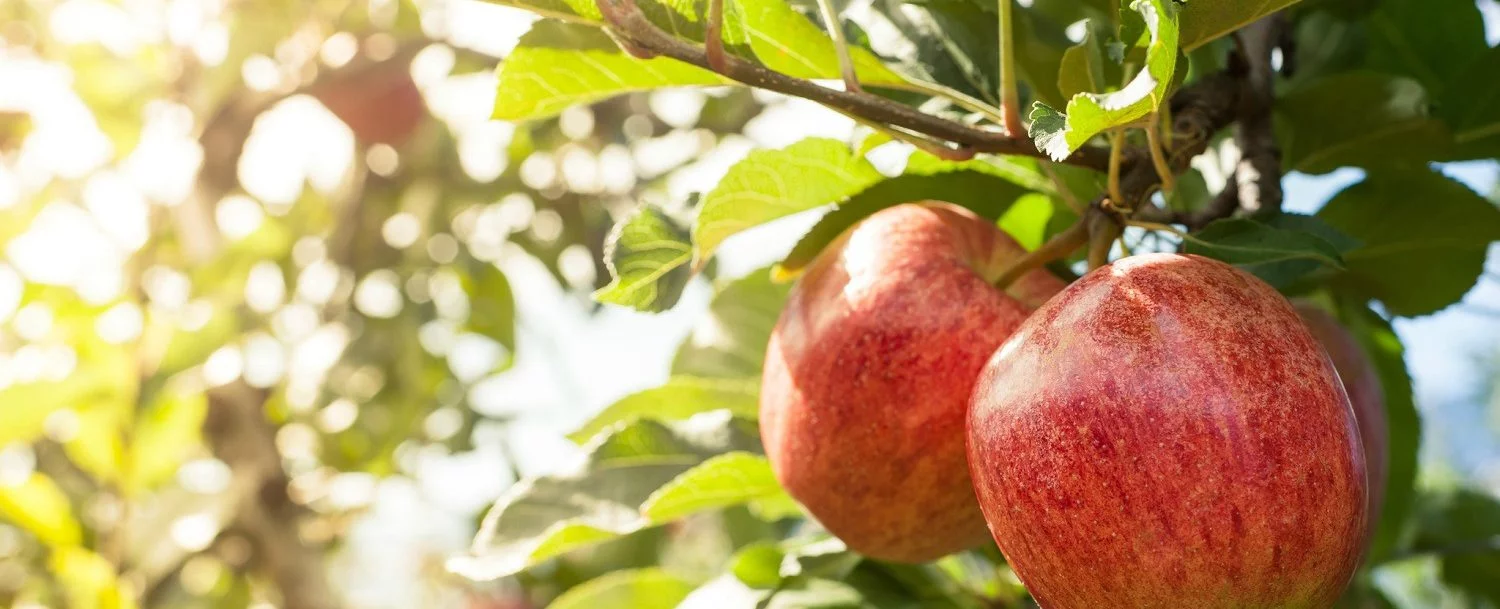 The Best Ways to Celebrate Fall at Brant’s Apple Orchard