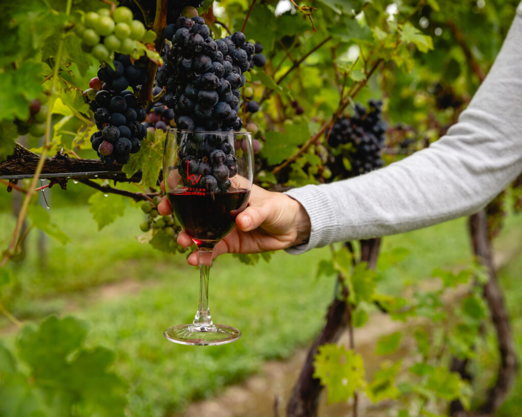 Grapes on the Vinew in Vinyard being Dipped into Wine Glass