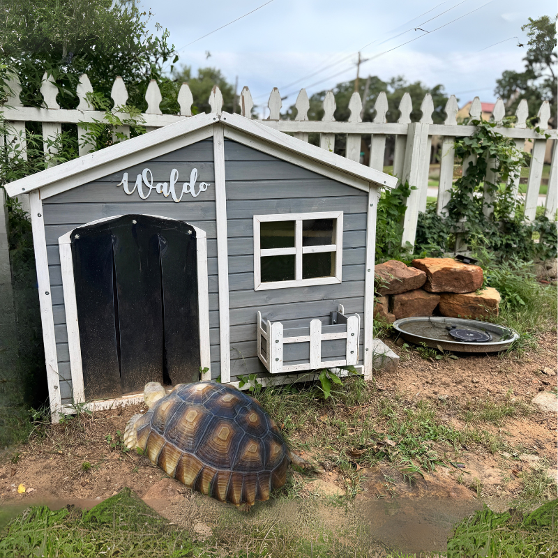 Waldo, the Mineral Wells Tortoise