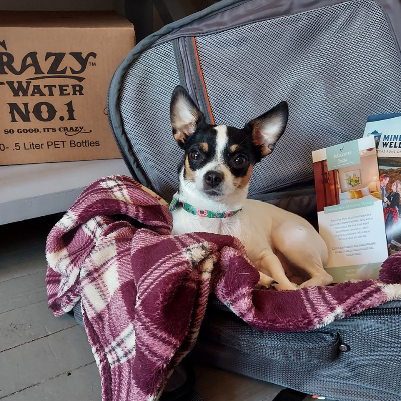Pet-friendly mascot Daffy the chihuahua at Magpie Inn