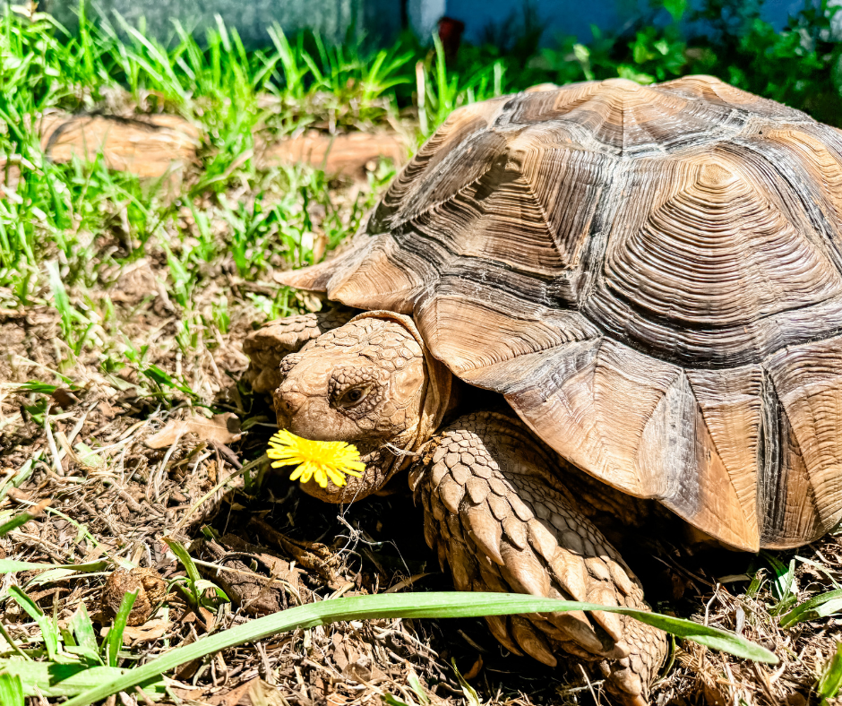 April Notes from the Nest: Dandelions, Hammocks & When Pigs Fly