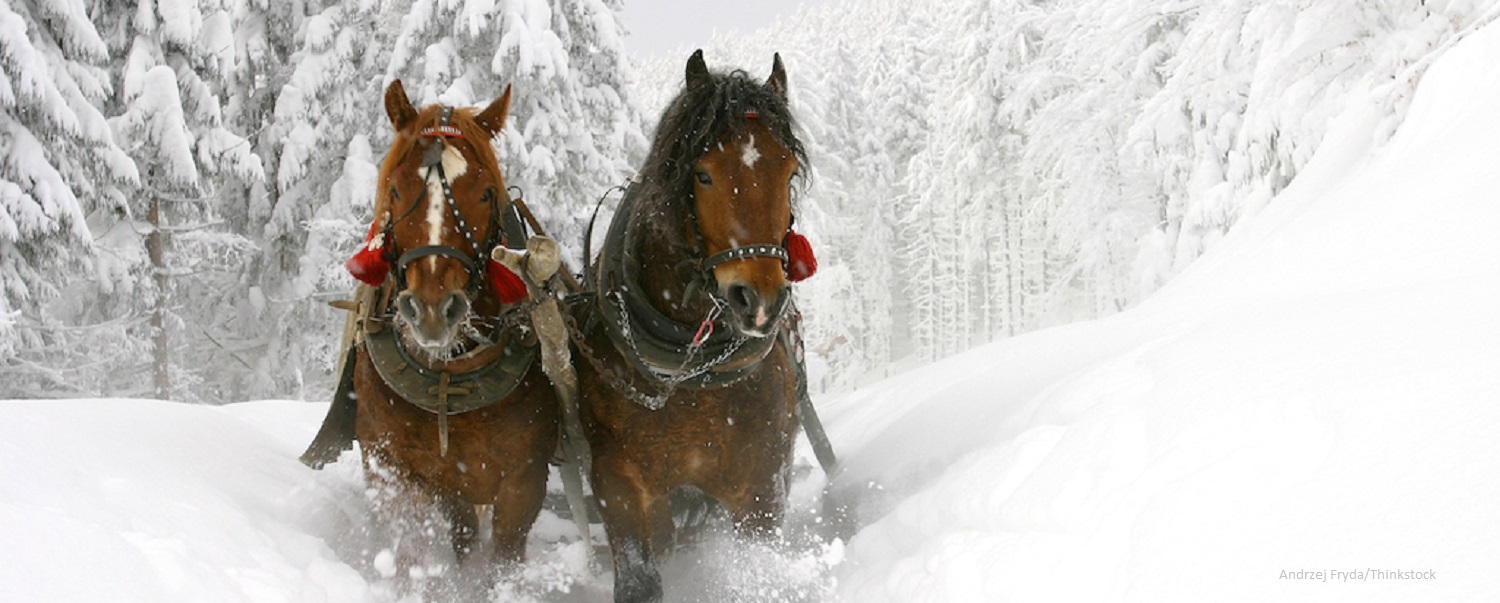 Sleigh Ride in Paradise