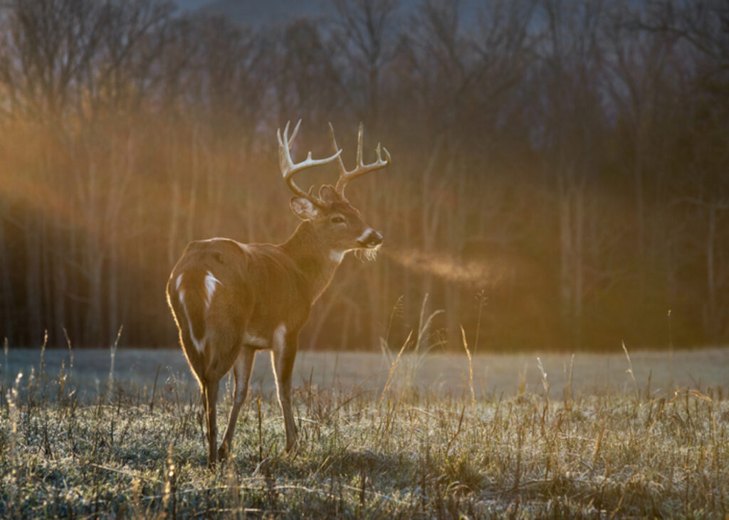 Deer Standing in the Sunshine: Hunting in WA