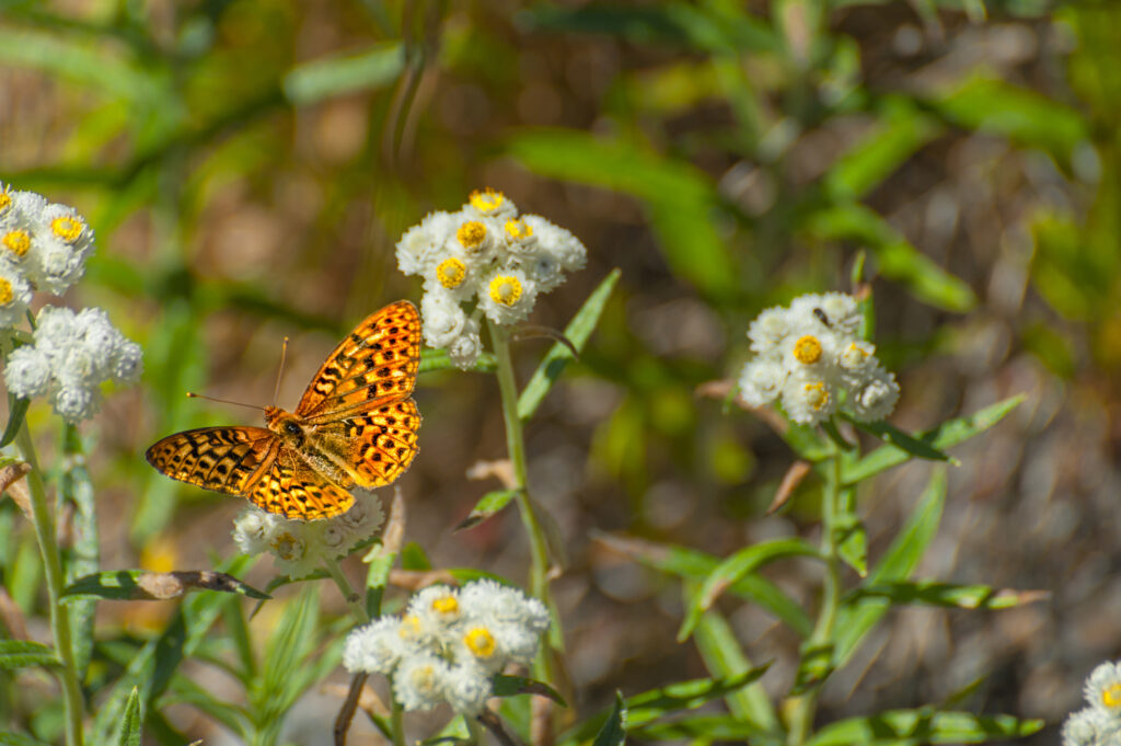 Closeup of a Butterfly on Wildflowers