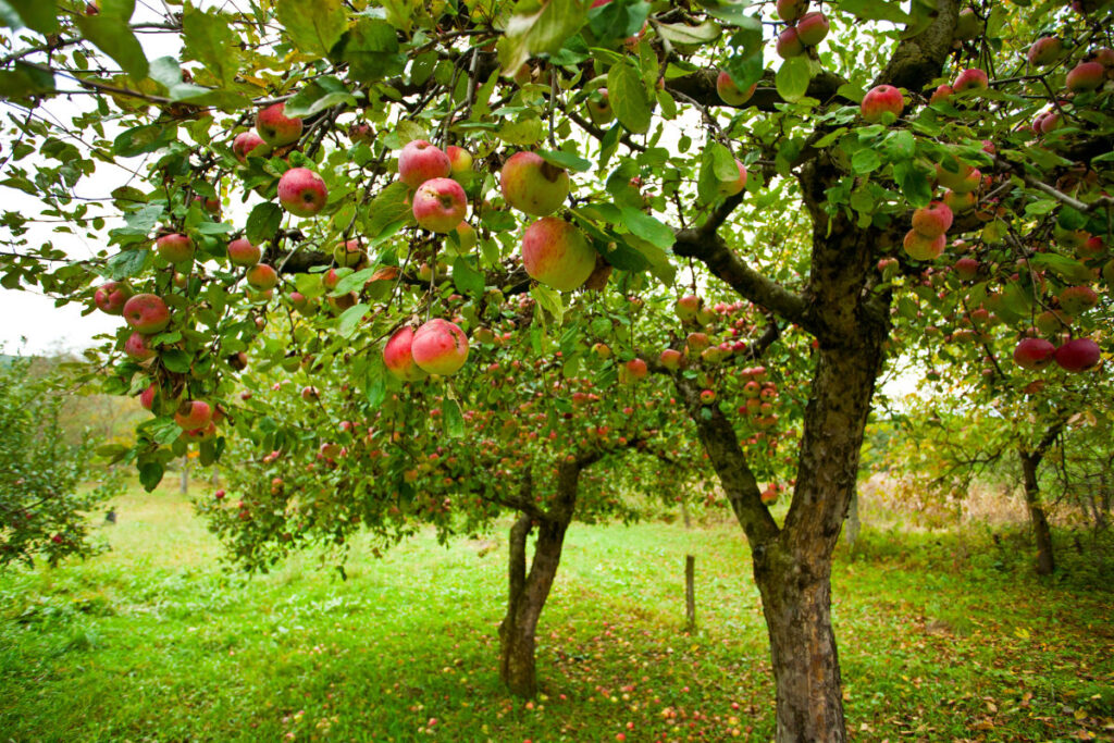 Apple tree in orchard