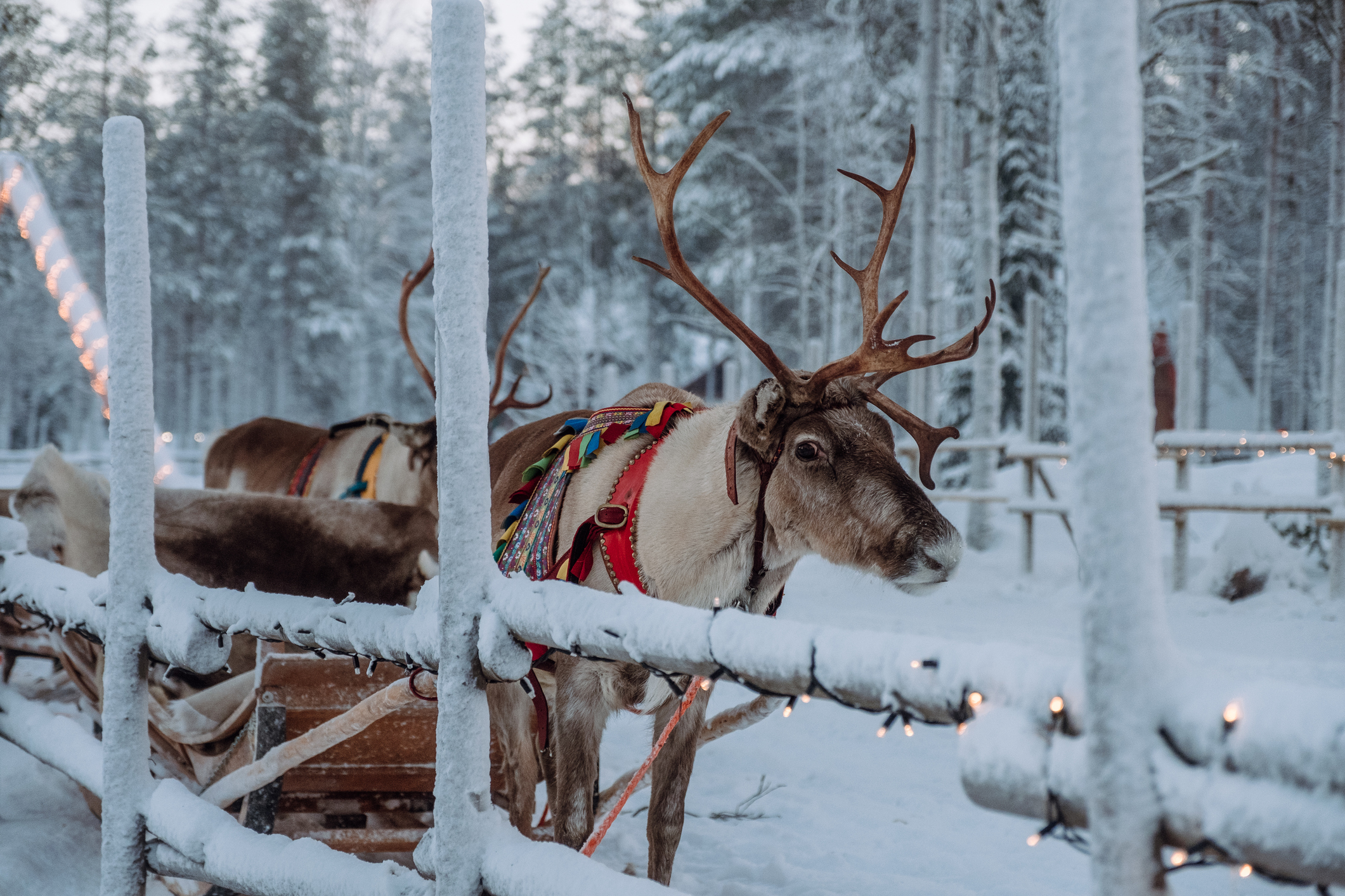 reindeer pulling sled