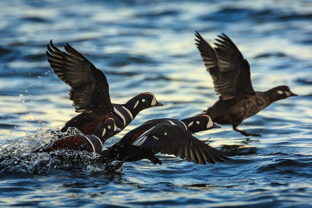 Harlequin Ducks in flight