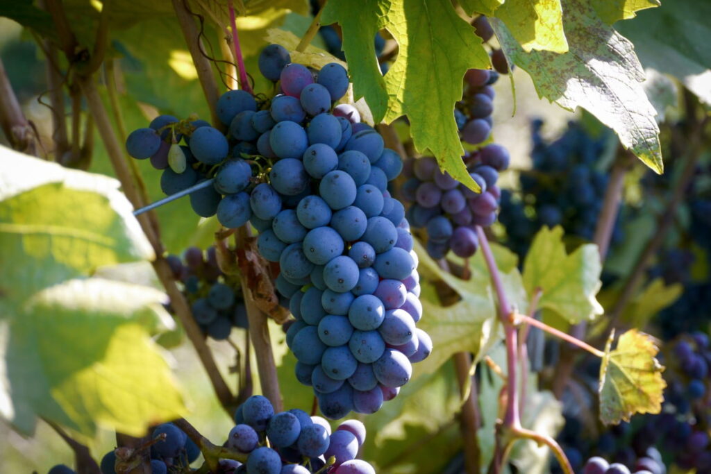 Grapes hanging at an vineyard