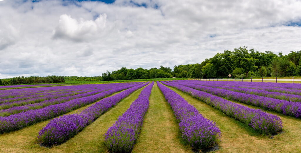 lavender field in door county