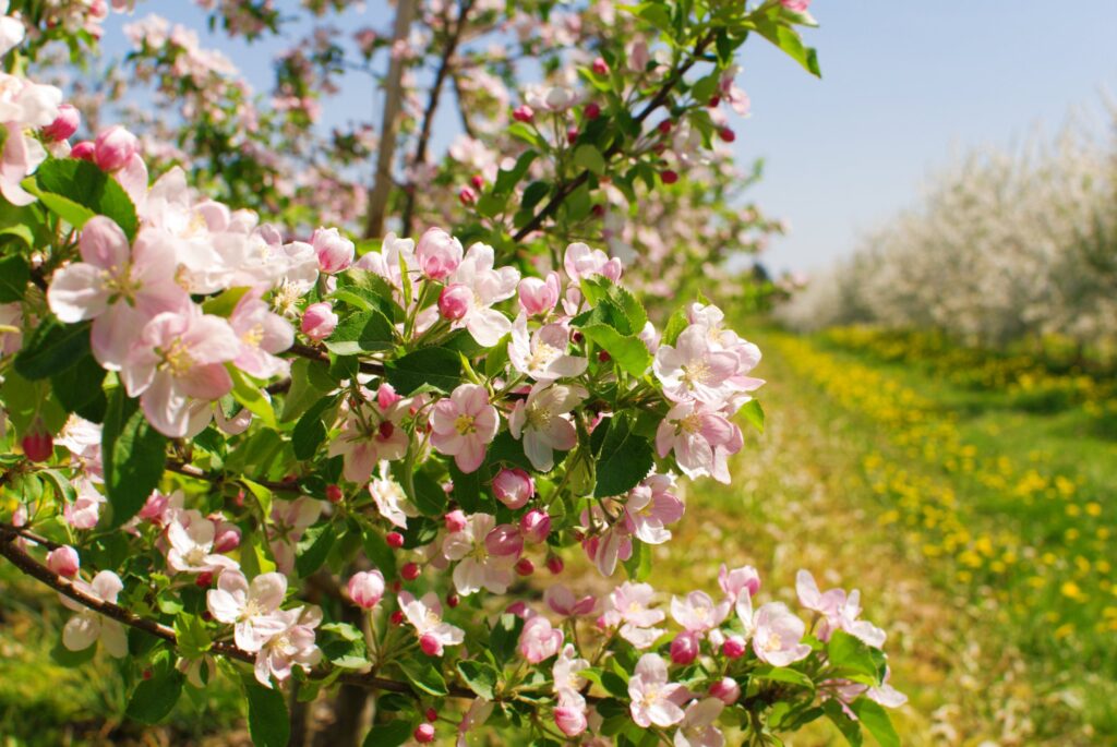 Blooming orchard - apple trees