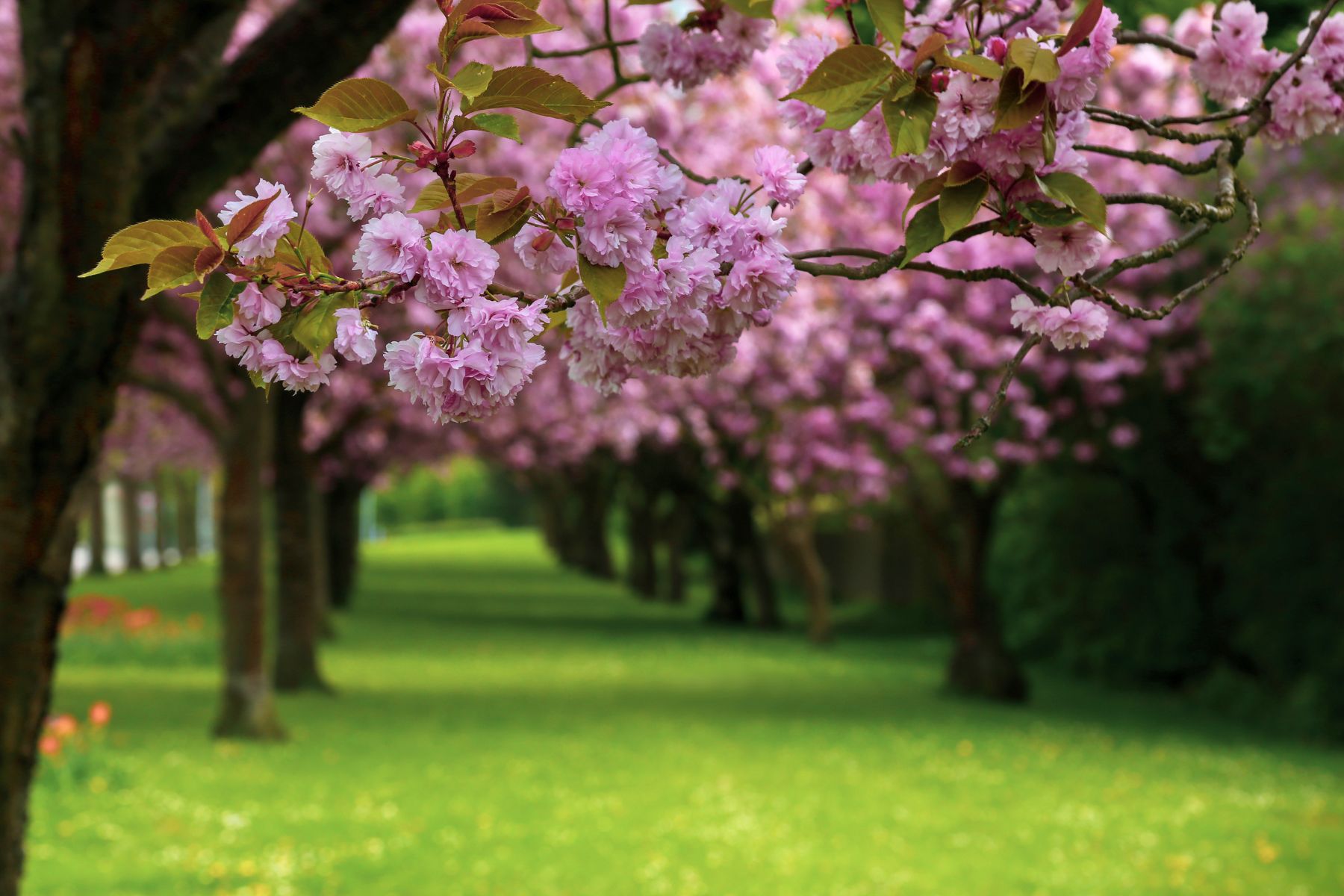 4 Exciting Ways to See Gorgeous Cherry Blossoms