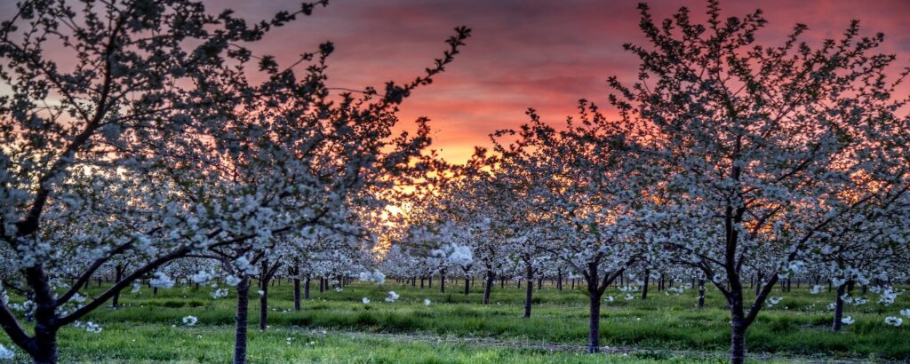door county in may cherry blossoms