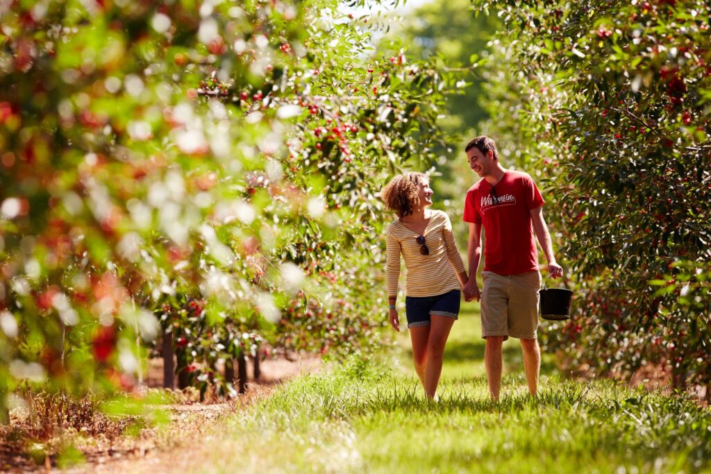 A man and woman holding hands while picking cherries at an orchard
